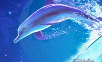3D дельфин