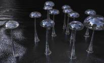 Прозрачные грибы