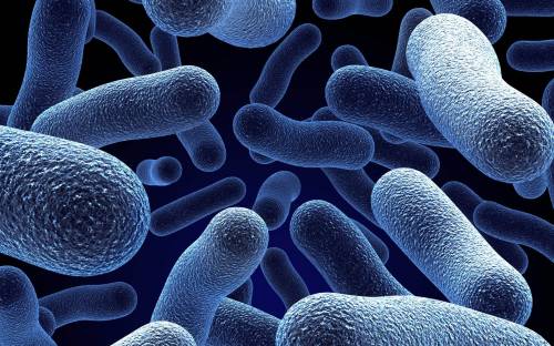 Картинка бациллы и бактерии - 3D