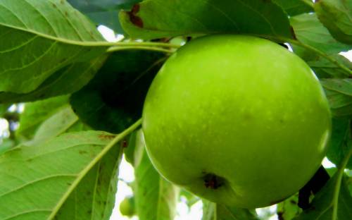 Зеленое яблоко фото - Еда