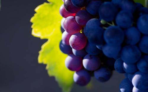 Синие гроздья винограда - Еда