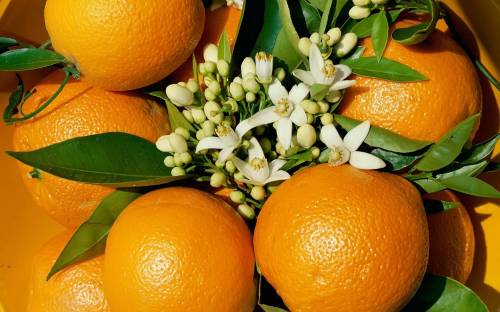 Цветок апельсина - Еда