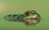 Глаза жабы