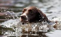 Собака в воде, плывет