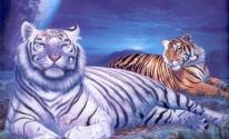 Самые красивые тигры