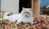 Кот, кошка, листва