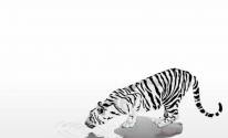 Тигр на белом фоне