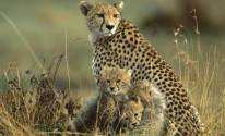 Детеныши леопарды с мамой