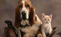 Картинка с собакой и котенком