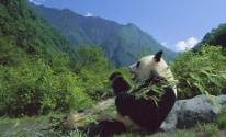 Панда ест траву