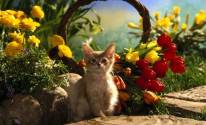 Котёнок, тюльпаны, корзина