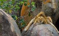 Спящий лев, природа