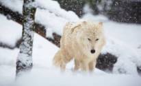Волк, снег, зима