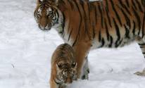 Кошка, снег, тигрица