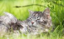 Кот, отдых, трава, лето