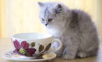 Чашка, котенок