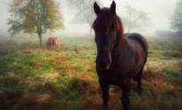 Осень, туман, лошадь