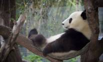 Дерево, отдых, панда