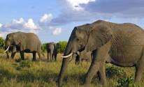 Слоны на природе