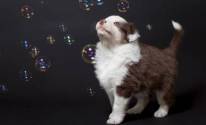 Собака играет с пузырями