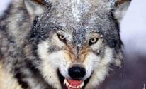 Злой волк фото