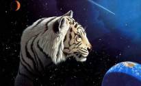 Картинка с белым тигром