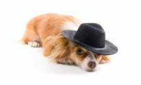 Собака, рыжая, шляпа