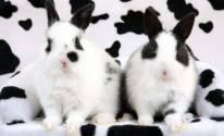 Черно белые кролики