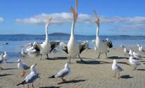 Белые пеликаны