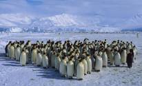Много пингвинов