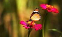 Фото бабочка на цветке