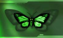 Зеленая бабочка