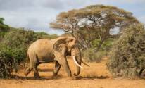 Слон, бивни, африка