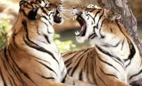Злые тигры