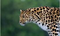 Леопард, дикий хищник