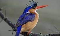 Птица с синими перьями