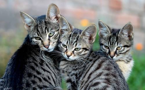 Кошка, котята, материнство - Животные