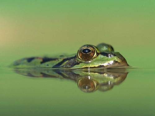 Глаза жабы - Животные