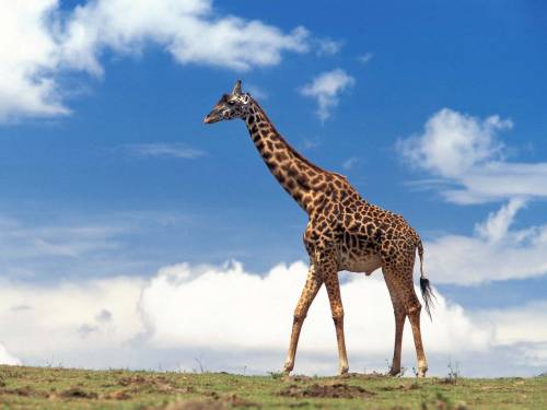 Фото жирафа - Животные
