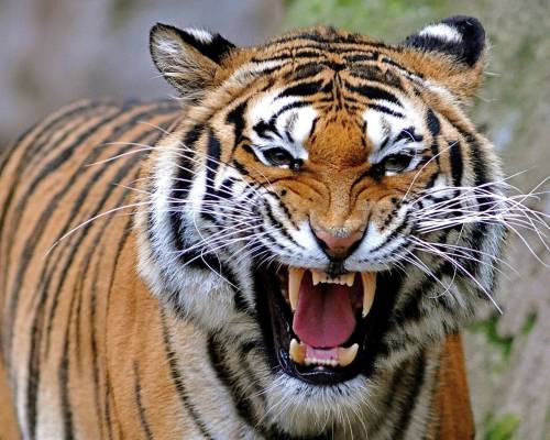 Злой тигр - Животные