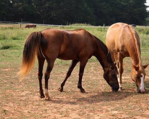Пара лошадей - Животные