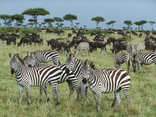 Много зебр - Животные