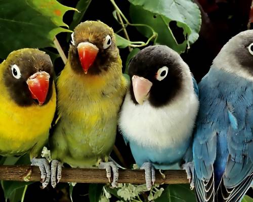 Попугаи разных цветов - Животные