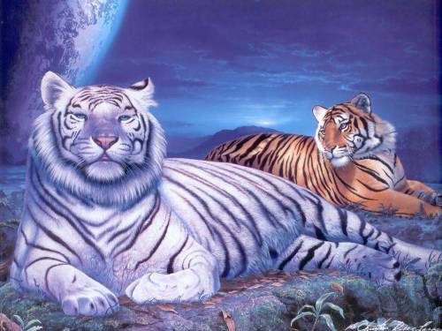 Самые красивые тигры - Животные