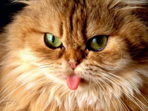 Кот высовывает язык - Животные