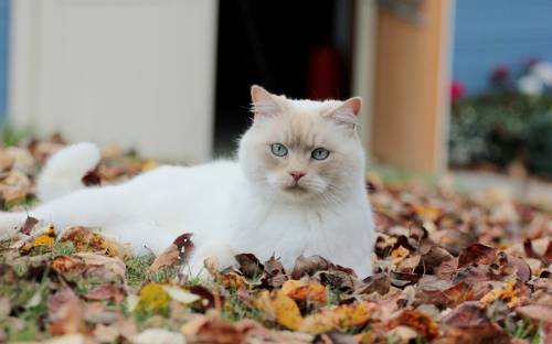 Кот, кошка, листва - Животные