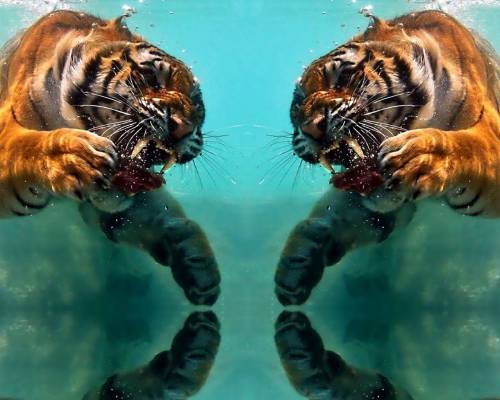 Схватка тигров - Животные