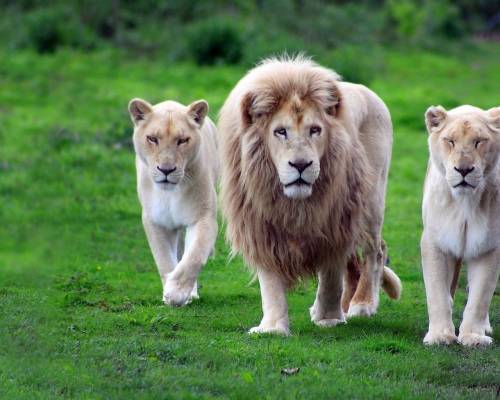 Прайд, лев, львицы - Животные