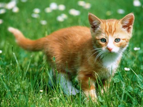 Рыжий котенок - Животные