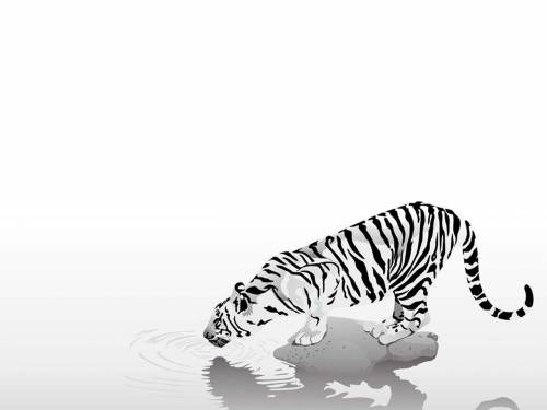 Тигр на белом фоне - Животные